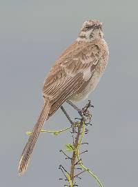 Mimus longicaudatus image