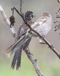 Mimus longicaudatus image