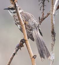 Mimus longicaudatus image