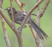 Mimus longicaudatus image