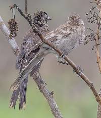 Mimus longicaudatus image