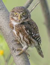 Glaucidium peruanum image