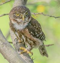 Glaucidium peruanum image