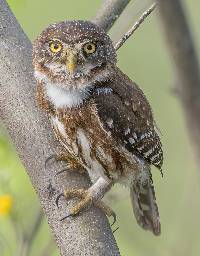 Glaucidium peruanum image