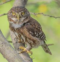 Glaucidium peruanum image