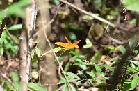 Dryas iulia image