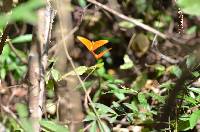 Dryas iulia image