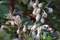 Bombus rubicundus image