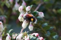 Bombus rubicundus image