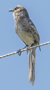 Mimus longicaudatus image