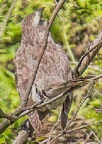 Mimus longicaudatus image