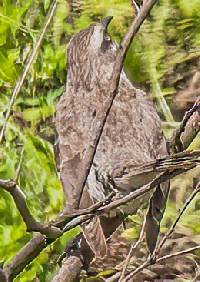 Mimus longicaudatus image