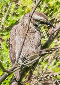 Mimus longicaudatus image