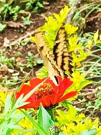 Papilio thoas image