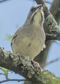 Rhynchospiza stolzmanni image