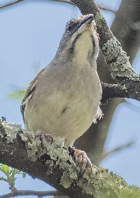 Rhynchospiza stolzmanni image