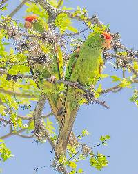 Aratinga wagleri image