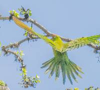 Aratinga wagleri image