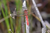 Sympetrum gilvum image