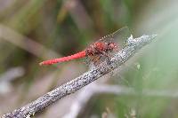 Sympetrum gilvum image