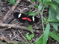 Heliconius himera image