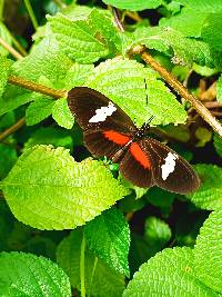 Heliconius himera image