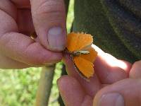 Pyrisitia proterpia image