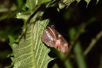 Heliconius telesiphe image