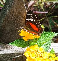 Anartia amathea image