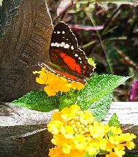 Anartia amathea image