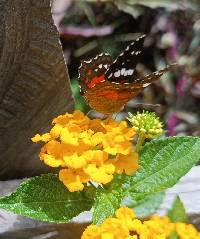 Anartia amathea image