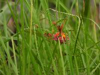 Dryas iulia image