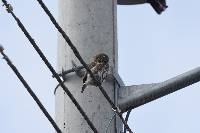 Glaucidium peruanum image