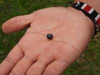 Armadillidium vulgare image