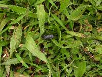 Armadillidium vulgare image