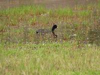 Fulica ardesiaca image