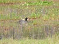 Fulica ardesiaca image