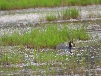 Fulica ardesiaca image