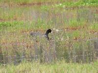 Fulica ardesiaca image