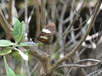 Heliconius himera image