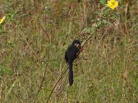 Crotophaga sulcirostris image