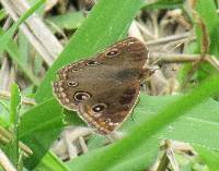 Junonia evarete image