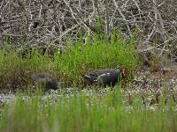 Gallinula chloropus image