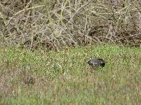 Gallinula chloropus image