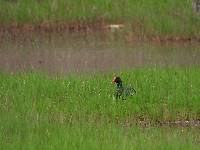 Gallinula chloropus image