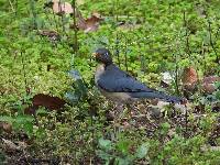 Turdus reevei image