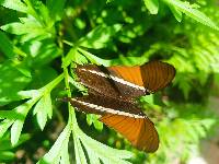 Siproeta epaphus image