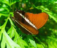 Siproeta epaphus image