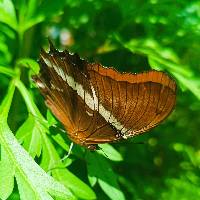 Siproeta epaphus image