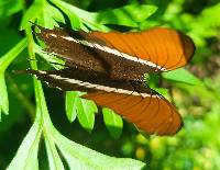 Siproeta epaphus image